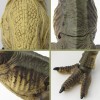 Jurassic Park Revoltech SciFi Super Poseable Action Figure Tyrannosaurus Rex