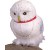 Harry Potter Hedwig Th...